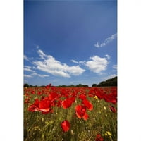 Поле, пълно с червени цветя - Northumberland, Angland Poster Print, - голям