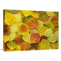 в. Паднали есенни цветни листа от трептене на земята, покрити с капчици от роса, печат на изкуството в Колорадо - Тим Фицхарис