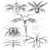 Copepods, Nauplius Larvae Poster Print от Science Source