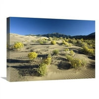 в. Цъфтящи храсти на полетата на дюните пред планините Сангре де Кристо, Национален паметник на страхотни пясъчни дюни, печат на изкуството в Колорадо - Тим Фицхари?