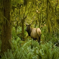 Bull Roosevelt Elk, рамкиран от зеленина на тропическите гори; Вашингтон, печата на американски американски щати