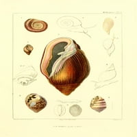 Les Mollusques Shells Poster Pryp от J.B. Guerin
