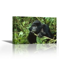 Mountain Gorilla Мъжки хранене с растителност, Централна Африка - Съвременна изящна изкуство Giclee on Canvas Gallery Wrap - Декор за стена - Арт живопис - Готов за окачване