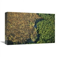 в. Останали мангрови в делта Махакам, Източен Калимантан, Индонезия Арт печат - Кирил Руосо