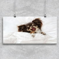 Уморен чихуахуа в одеялен плакат -разоване от Shutterstock